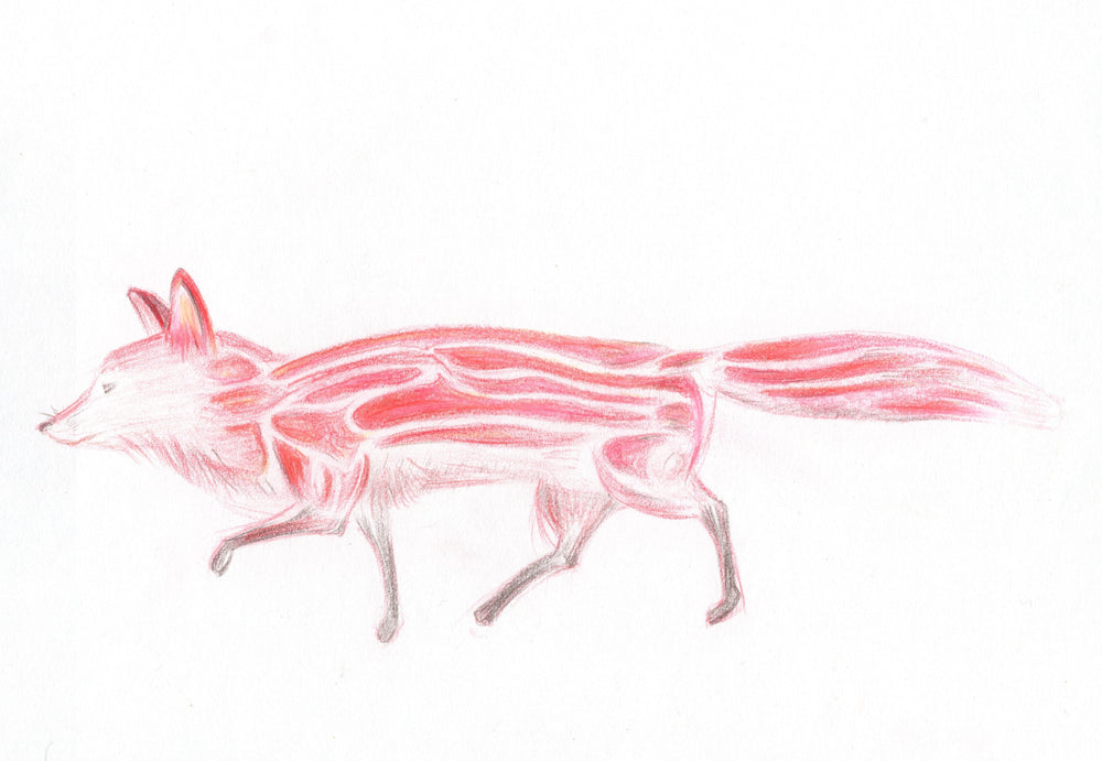 Bacon fox color pencil drawing